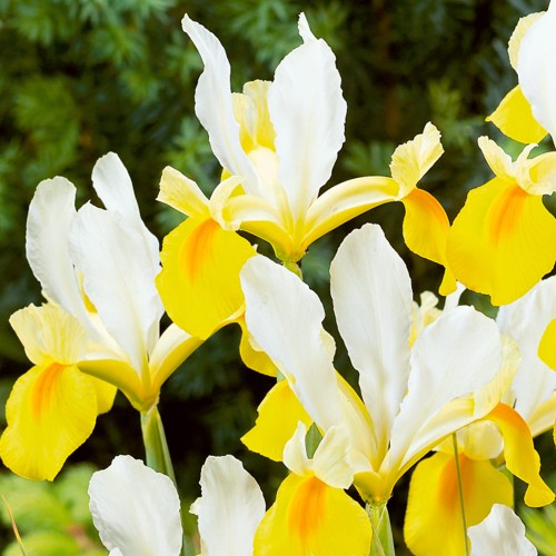 Iris Hollandica Symphony