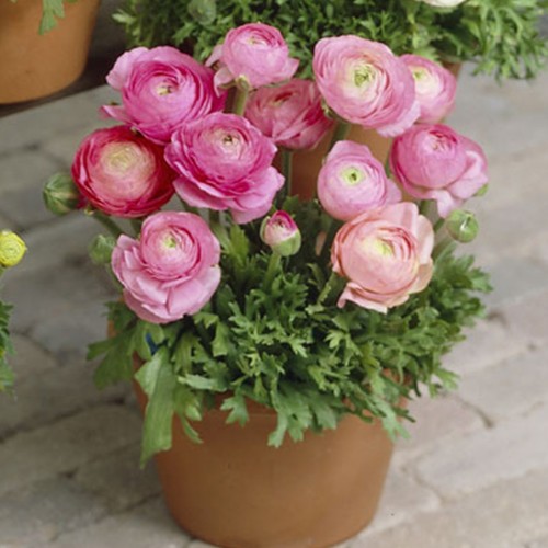 Ranunculus Pink