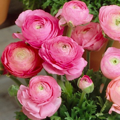 Ranunculus Pink