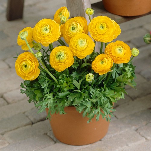 Ranunculus Yellow 