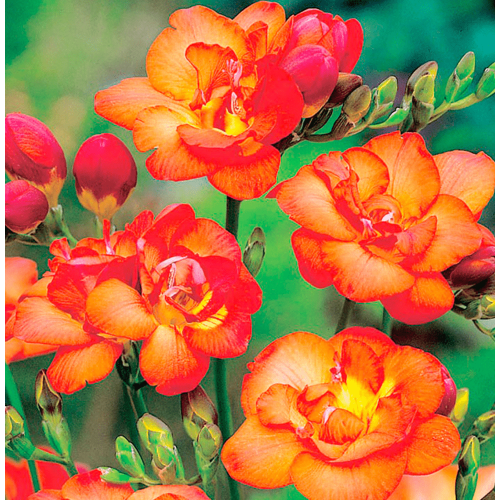 Orange  