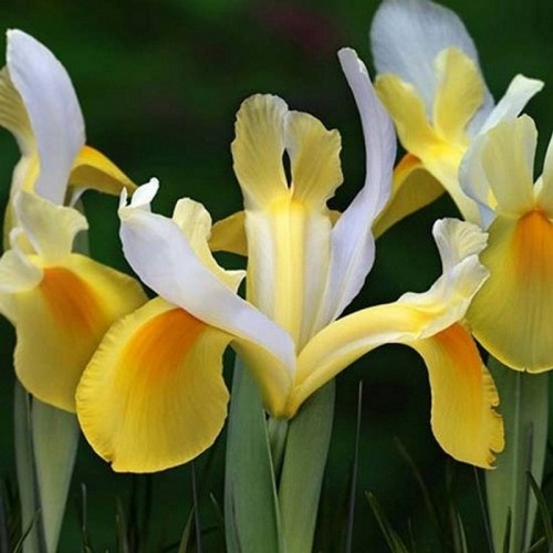 Iris Hollandica Symphony