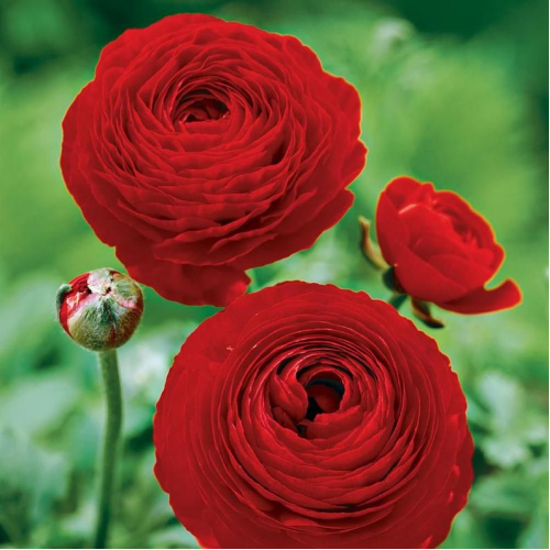 Ranunculus Red