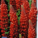 Lupin Red