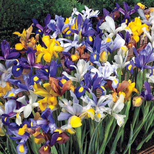 Iris Hollandica mix