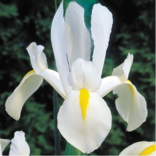 Iris Hollandica White Excelsior