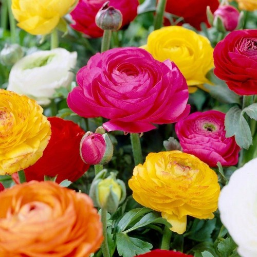 Ranunculus Mix