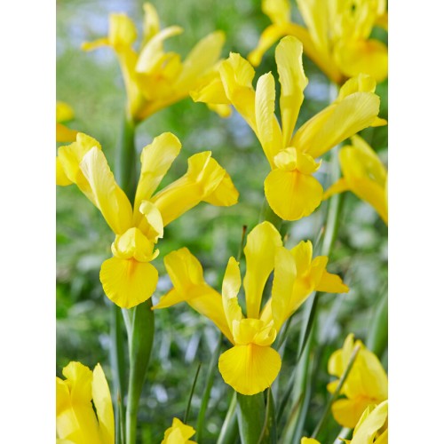 Iris Hollandica Golden Harvest