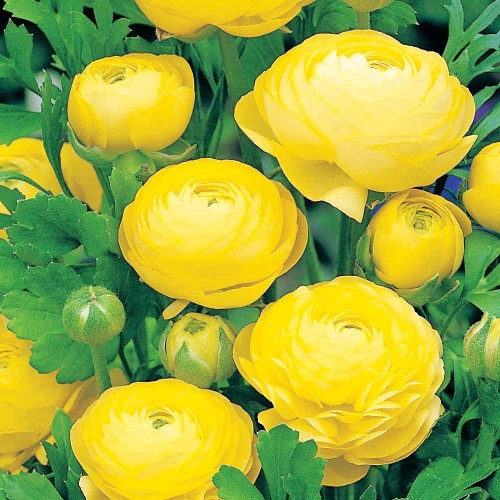 Ranunculus Yellow 