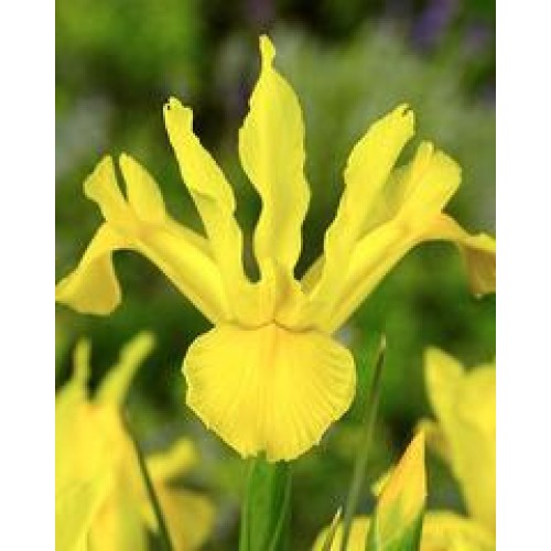 Iris Hollandica Golden Harvest