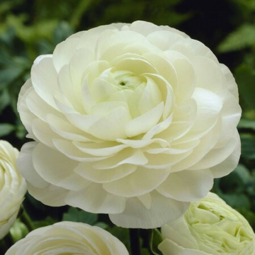 Ranunculus White 