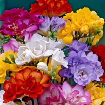 Freesia Double 