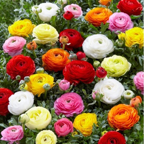 Ranunculus Mix