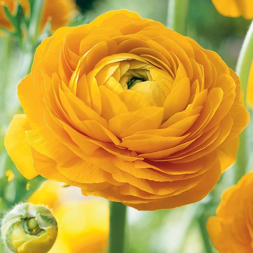 Ranunculus Yellow 