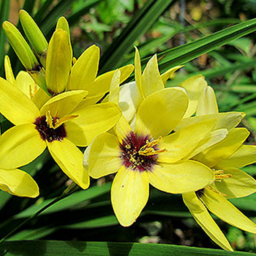 Yellow Emperor 