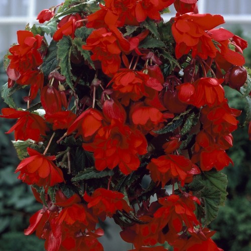 Cascade Pendula Red