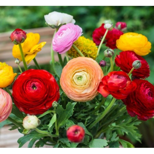 Ranunculus Mix