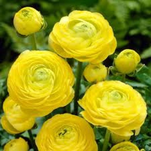 Ranunculus Yellow 
