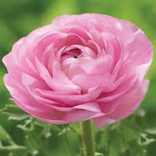 Ranunculus Pink
