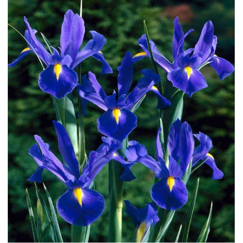 Iris Hollandica Professor 