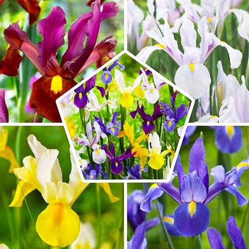 Iris Hollandica mix