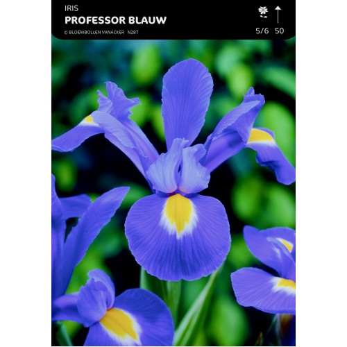 Iris Hollandica Professor 