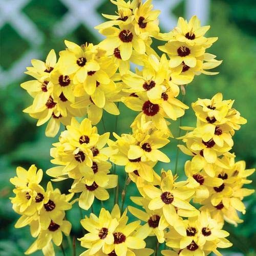 Yellow Emperor 