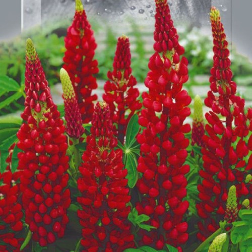 Lupin Red