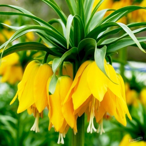 Lutea