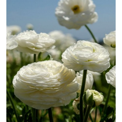 Ranunculus White 