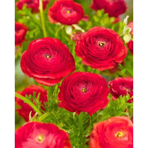 Ranunculus Red