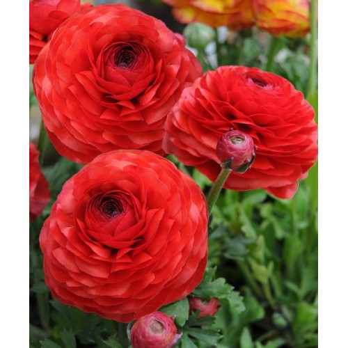 Ranunculus Red