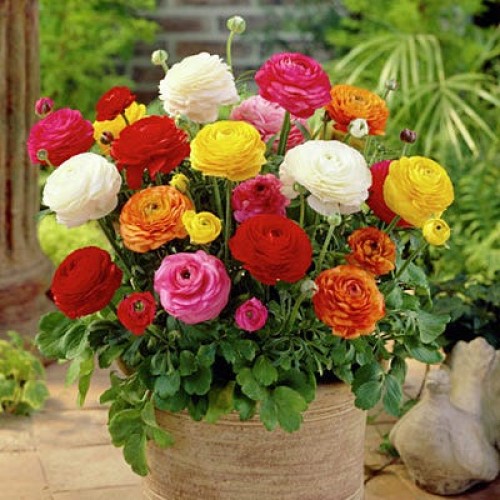 Ranunculus Mix