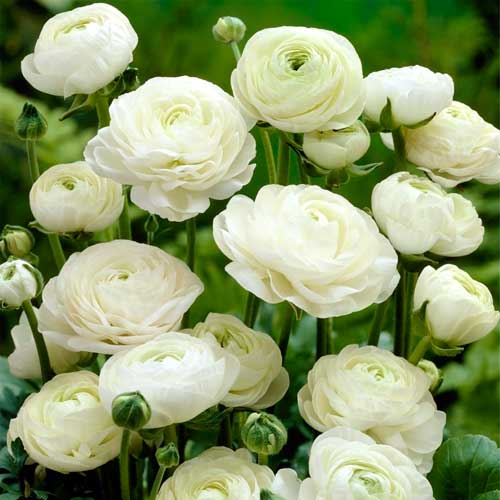 Ranunculus White 