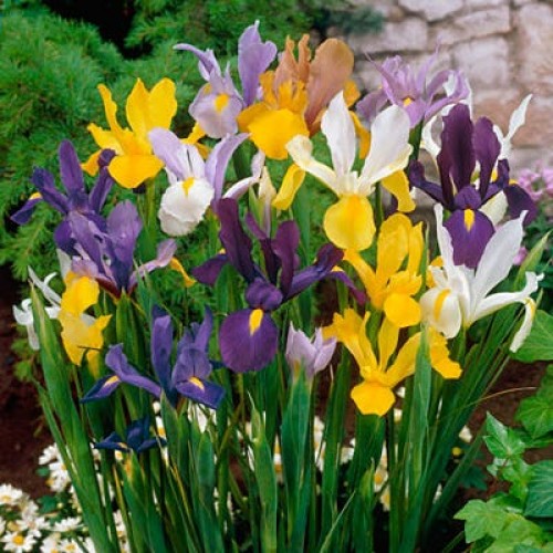 Iris Hollandica mix