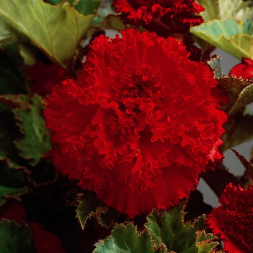 Begonia Fimbriata Red 