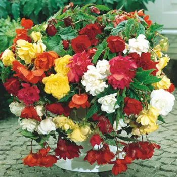 Begonia Cascade Pendula
