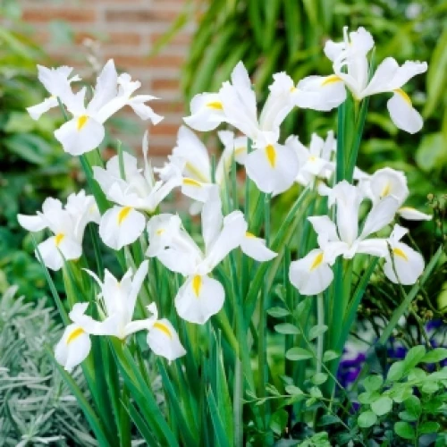 Iris Hollandica White Excelsior