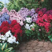 Phlox Pots 