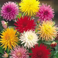 Dahlia Cactus Border