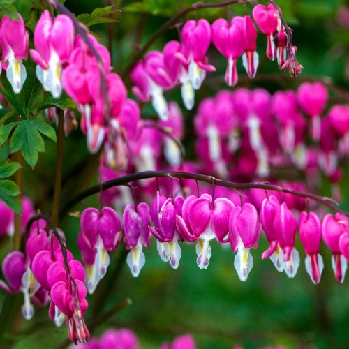 Spectabilis 