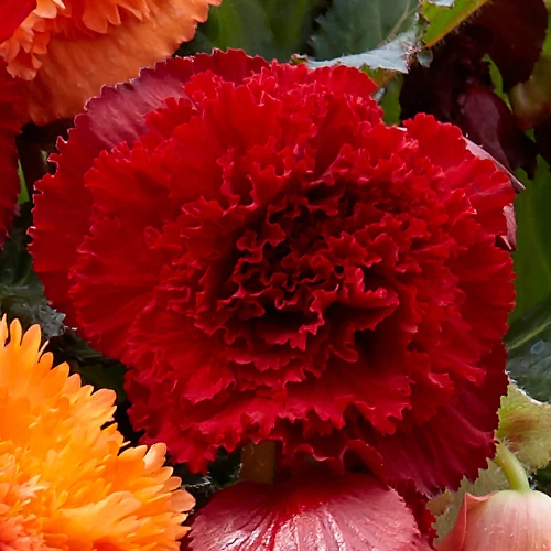 Begonia Fimbriata Red 