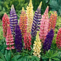 Lupin