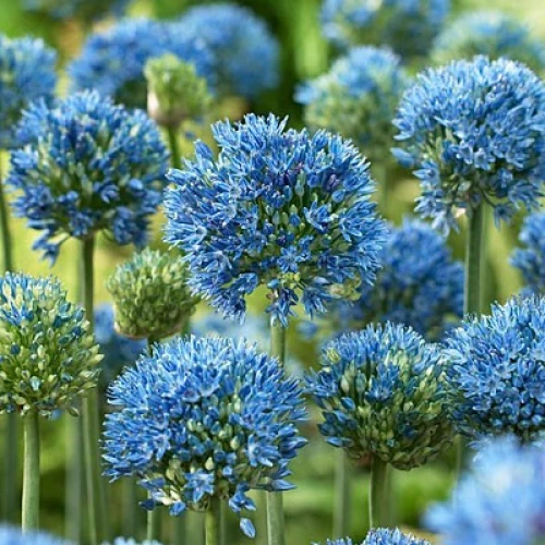 Azureum 