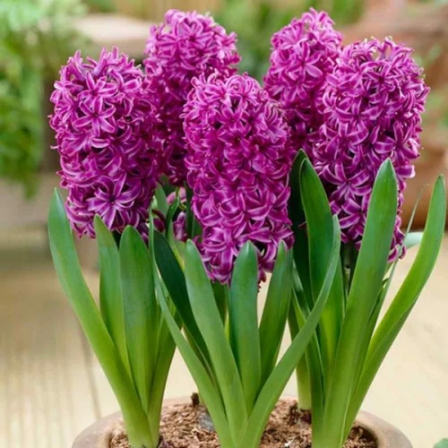  Hyacinth v kvetináči Purple Sensation 