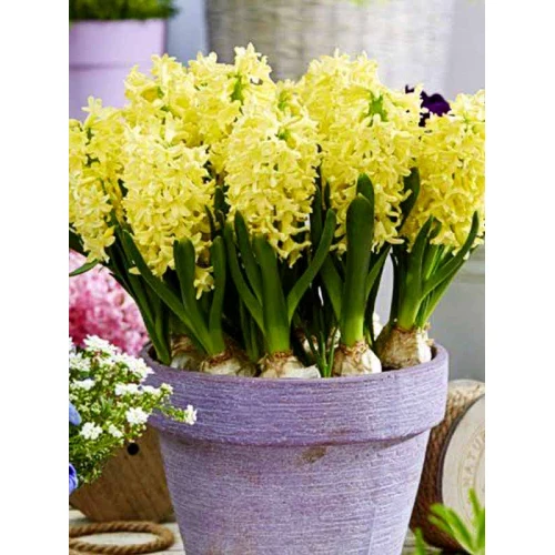 Hyacinth v kvetináči Yellowstone 
