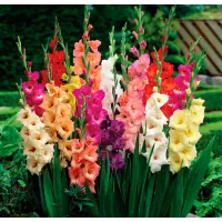 Gladiolus