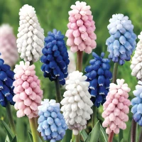 Muscari 