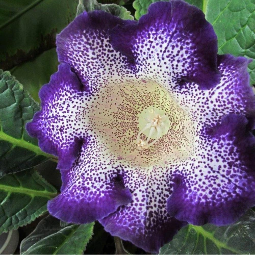 Tigrina Blue 