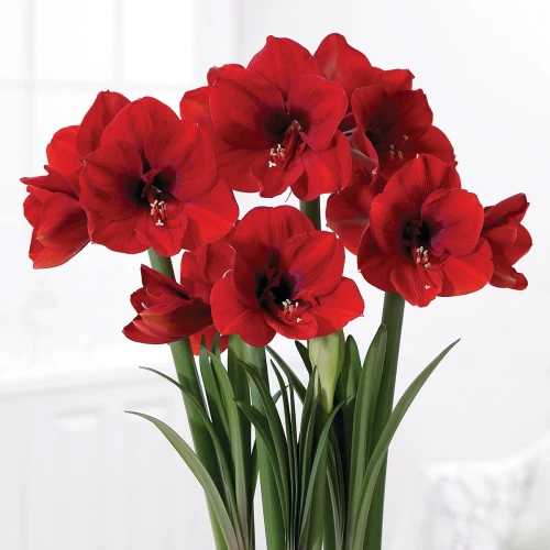 Amaryllis Red Lion 